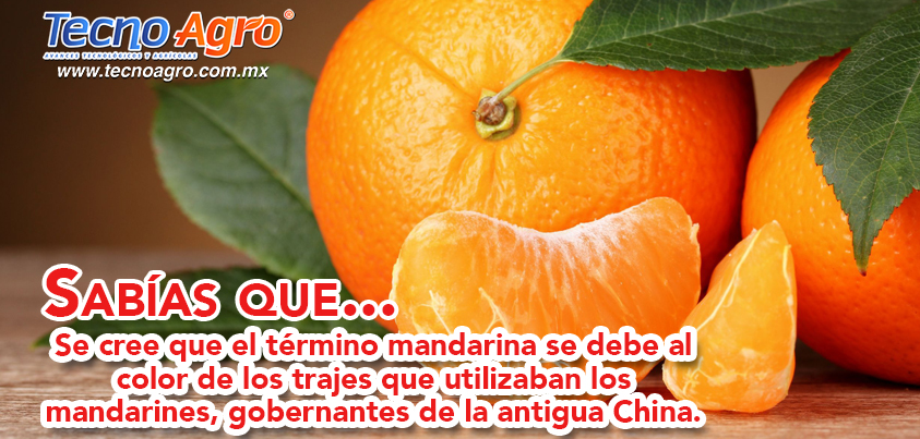 mandarina