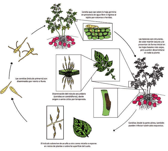 ciclo2 web