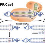 CRISPR Cas9