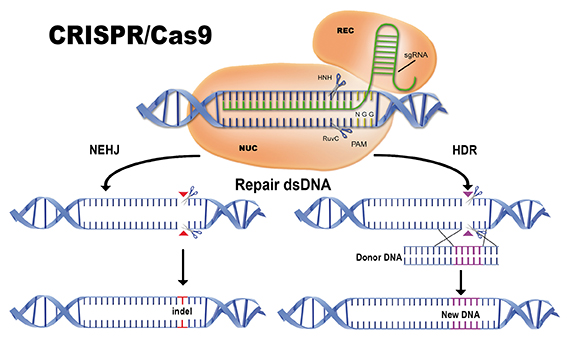 CRISPR Cas9