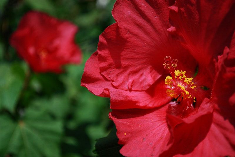 04flor de jamaica