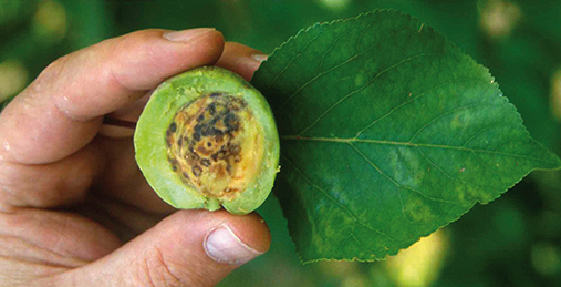 ppotyvirus plum pox in apricot