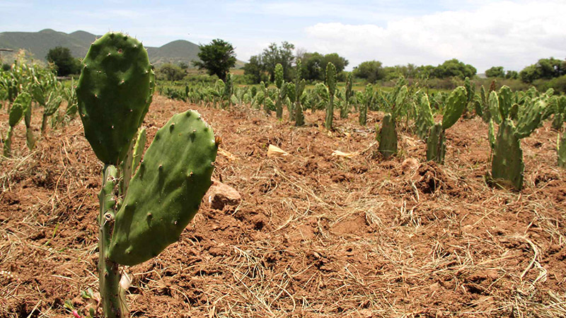 nopales