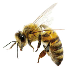 bee