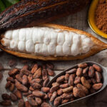 cacao grijalva