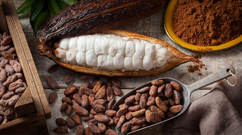 cacao grijalva