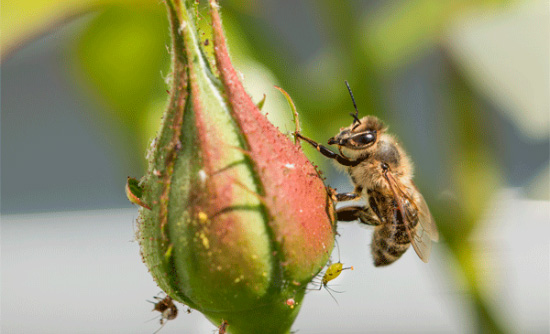 abejas