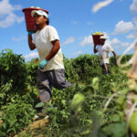 agricultura en mexico