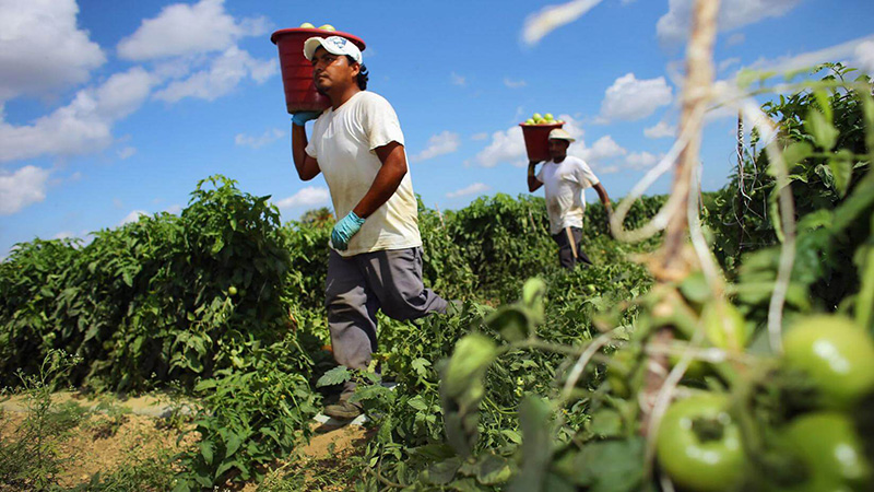 agricultura en mexico