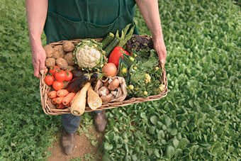 cultivos organicos