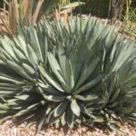 agave macroacantha