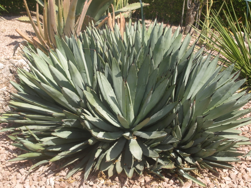 agave macroacantha