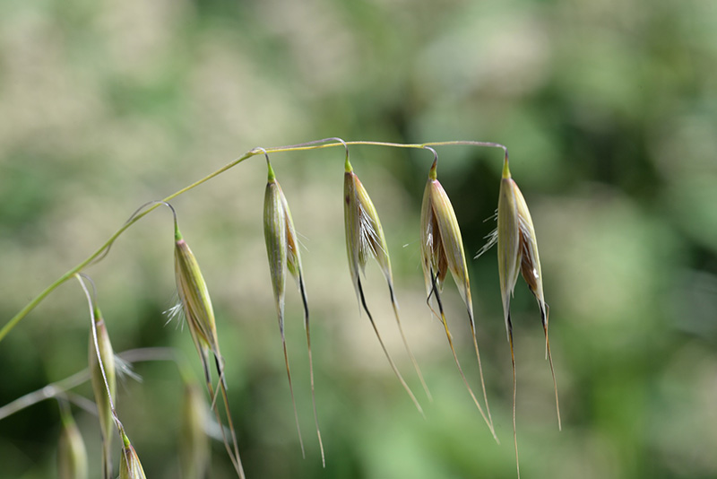 avena