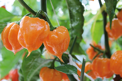 habanero