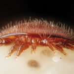 varroa