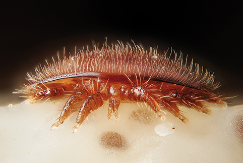 varroa