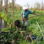 chinampas de cultivo