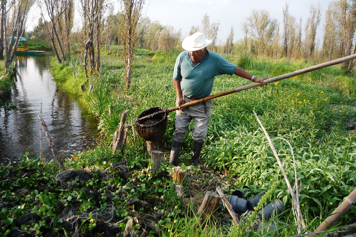 chinampas de cultivo