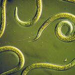 nematodes