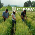 cimmyt