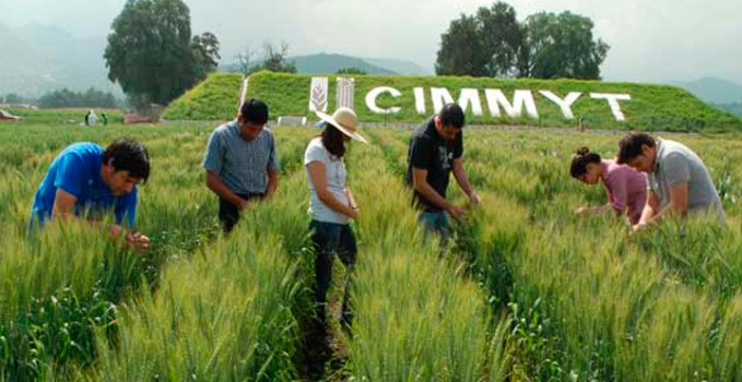 cimmyt