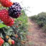 berries frambuesa web