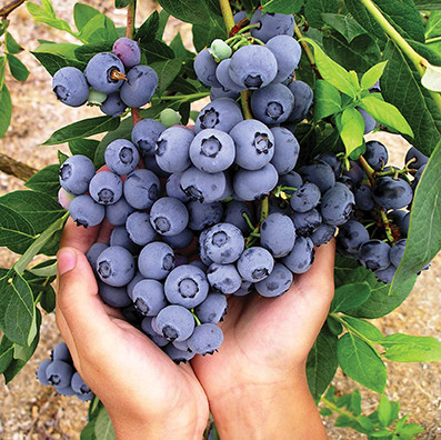 blueberry web