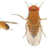 drosophila sophophora suzukii web