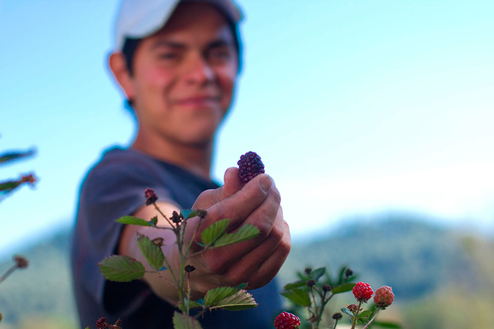 jovenes campo 1