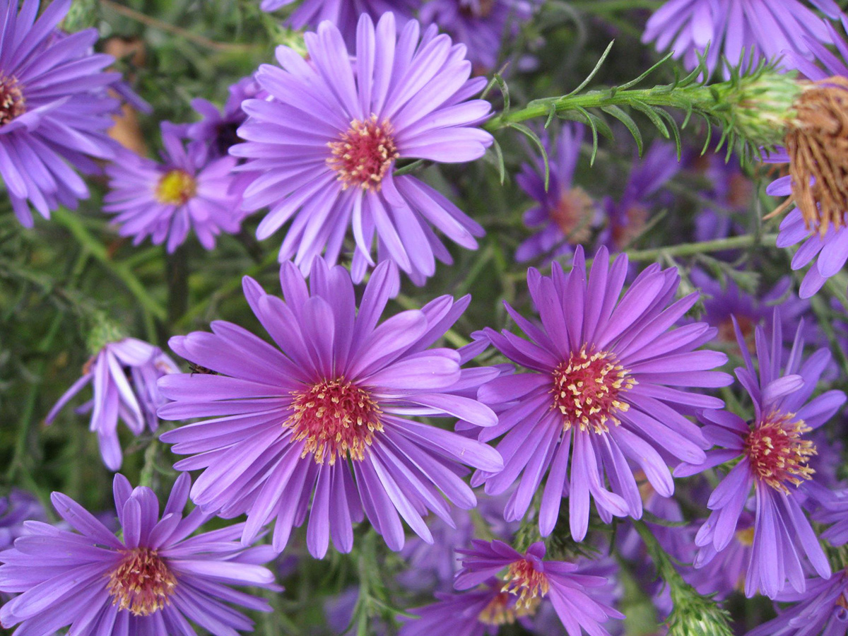 aster alpinus