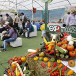 exposinaloa