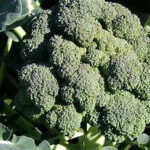 brocoli