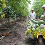 PAPAYA VERACRUZ