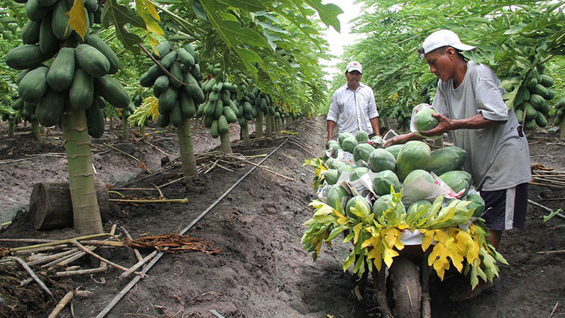 PAPAYA VERACRUZ