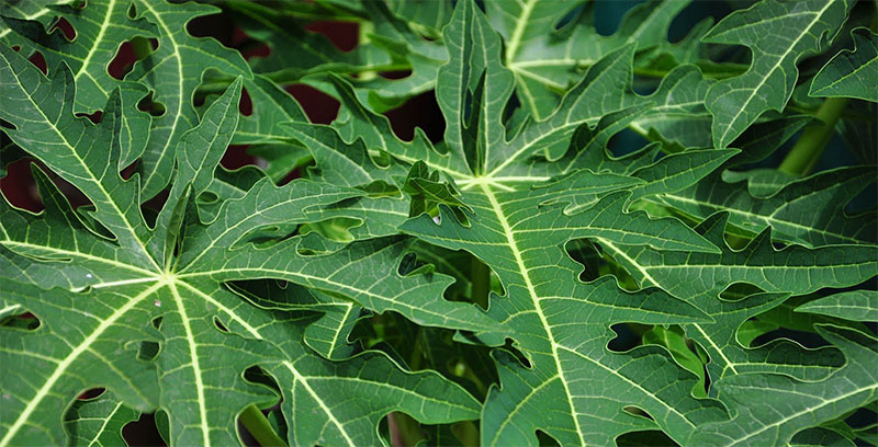 hojas papaya