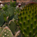 nopal web