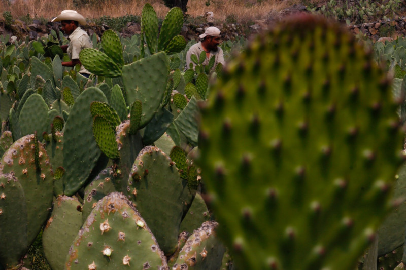 nopal web