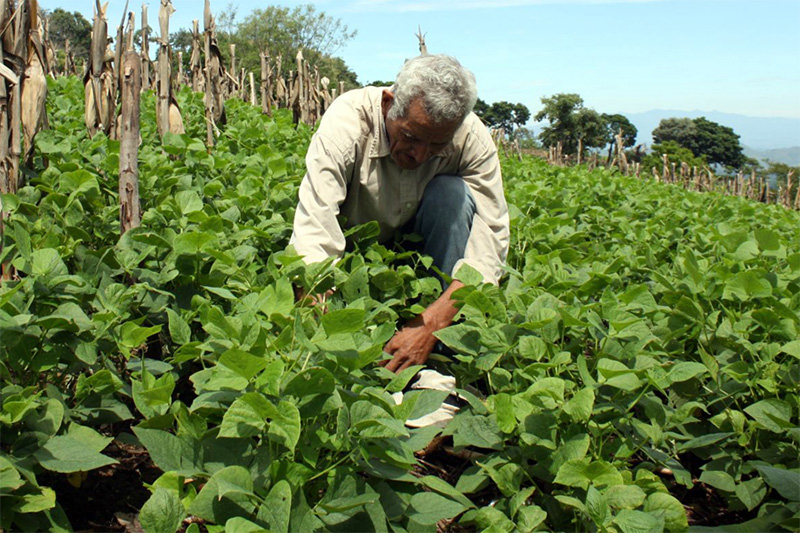 TA agricultura 09072012