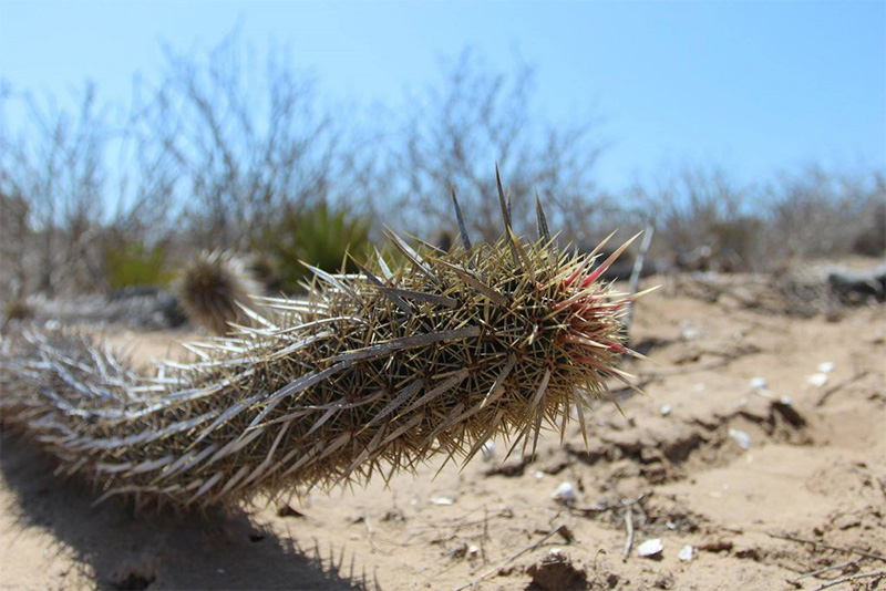 desierto2