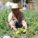 FAO AGRICULTURA FAMILIAR