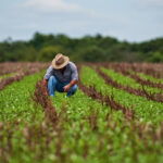 agricultor