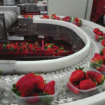 produccion fresas