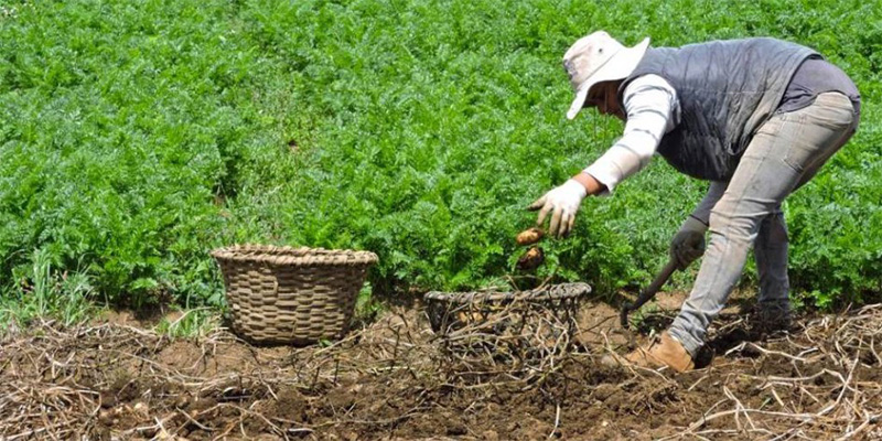 ley agroalimentaria