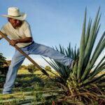 maguey not4