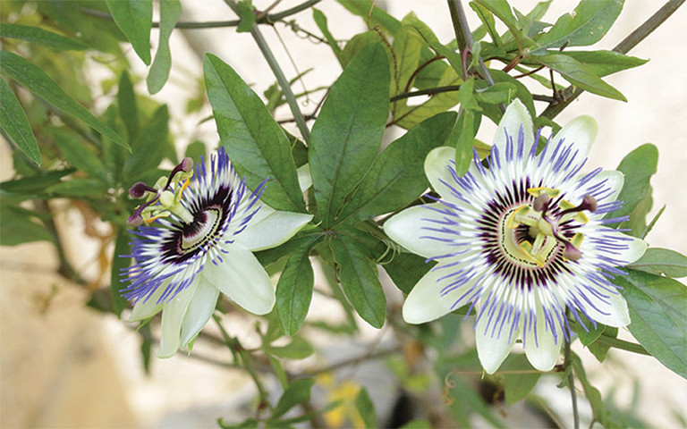 plantas medicinales web