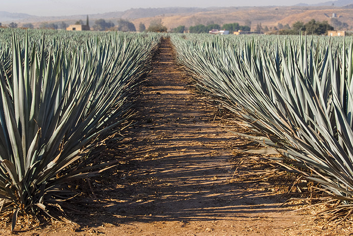 mezcal web