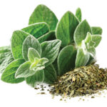 oregano2 web