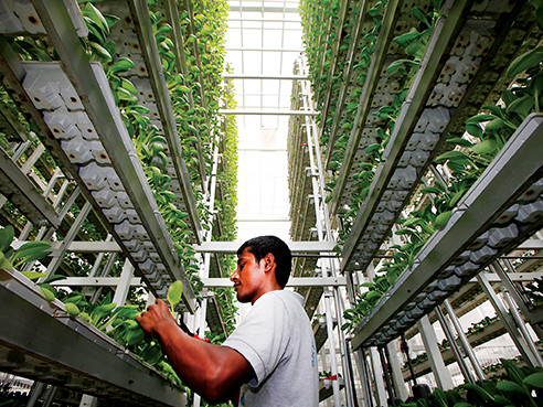 vertical farming