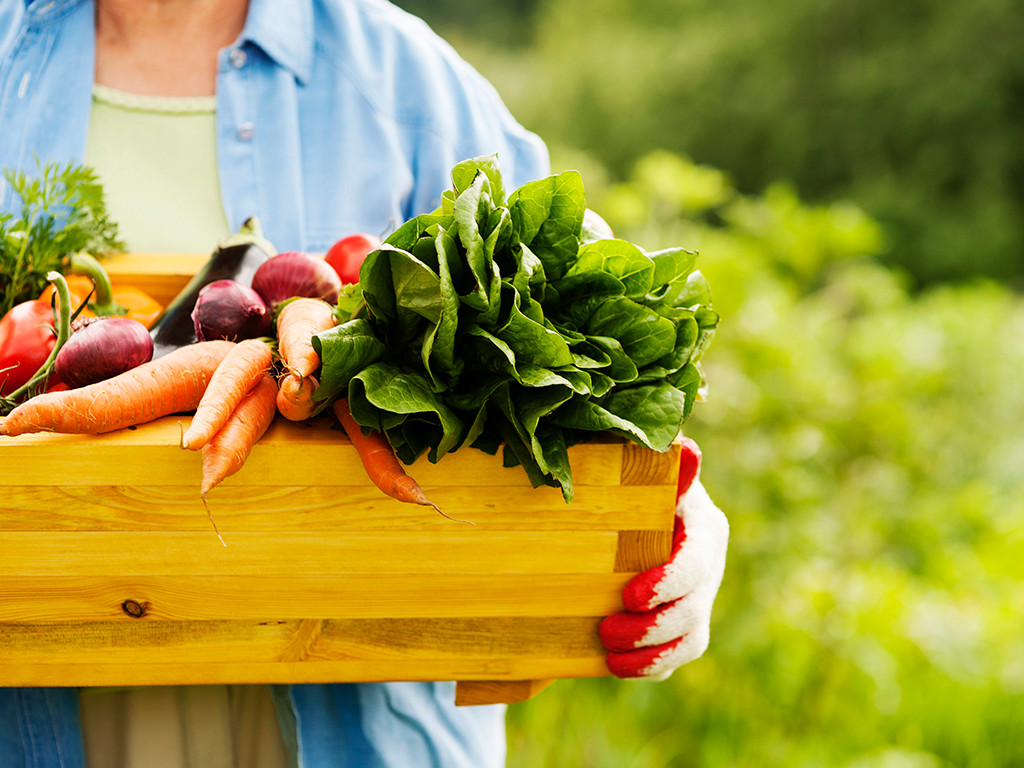 alimentos rescatados