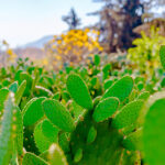 palomilla nopal